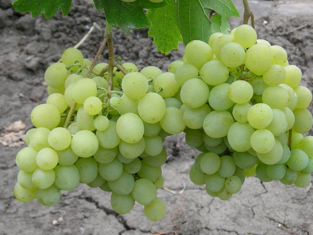 Galbena Nou